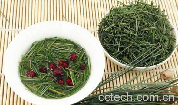 松针茶的功效与作用及制作方法-0
