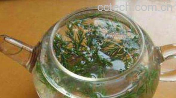 松针茶的功效与作用及制作方法-1