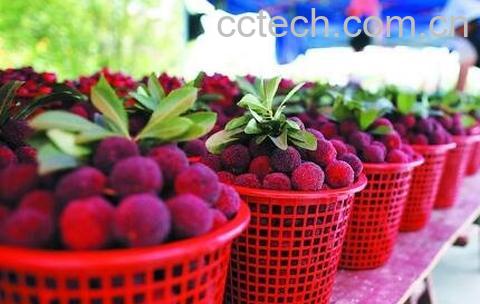 做月子能不能吃杨梅 做月子怎么吃杨梅-0