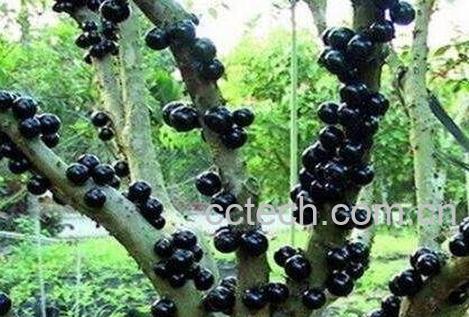 嘉宝果的种植方法-0