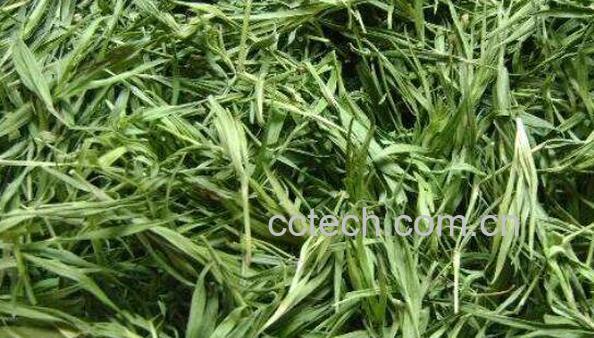 竹叶青茶叶的功效与作用-1