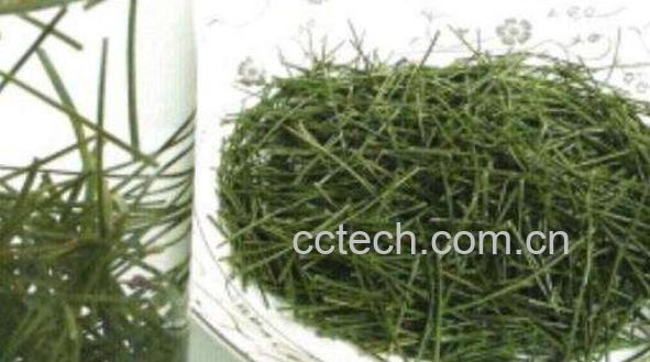 松针茶的功效与作用 松针茶为什么不能多喝-0