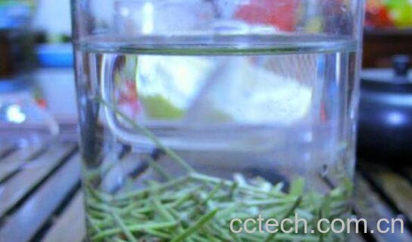 松针茶的功效与作用 松针茶为什么不能多喝-1