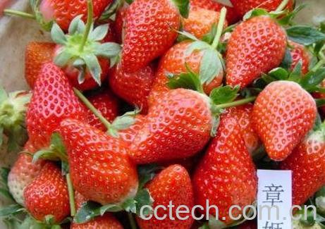 章姬和红颜草莓的区别 草莓的常见品种-0