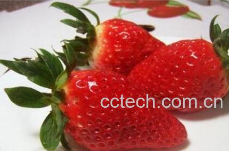 章姬和红颜草莓的区别 草莓的常见品种-1