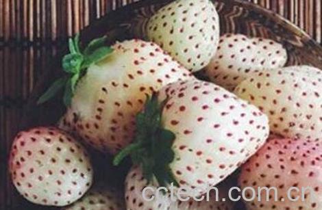 菠萝莓如何种植 菠萝莓的种植技巧-1