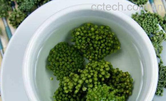 三七花茶的功效与作用 喝三七花茶的好处-1