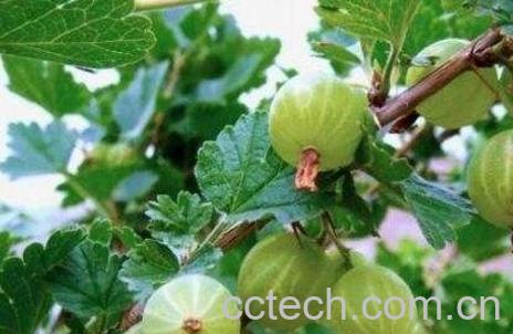 野灯笼果的功效与作用-0