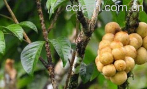 龙宫果的药用价值-1