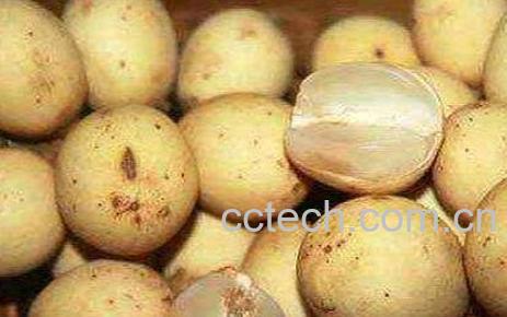 龙宫果的药用价值-0