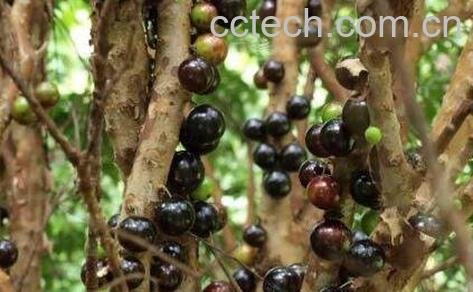 珍宝果能吃吗 珍宝果怎么吃-1