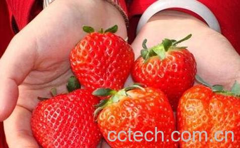 如何分辨激素草莓 激素草莓的危害-1