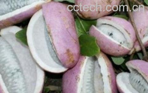 八月炸果的药用价值-0