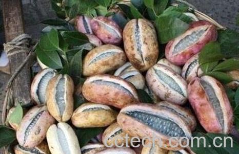 八月炸果的药用价值-1