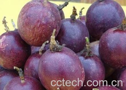 鸡蛋果的功效与作用及食用方法-1