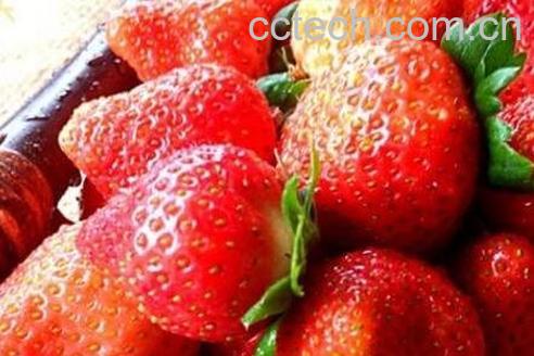 牛奶草莓是转基因吗 牛奶草莓的种植方法-0