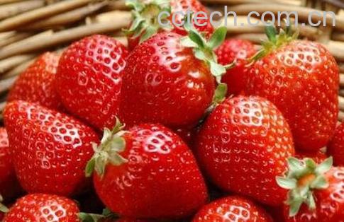 牛奶草莓是转基因吗 牛奶草莓的种植方法-1