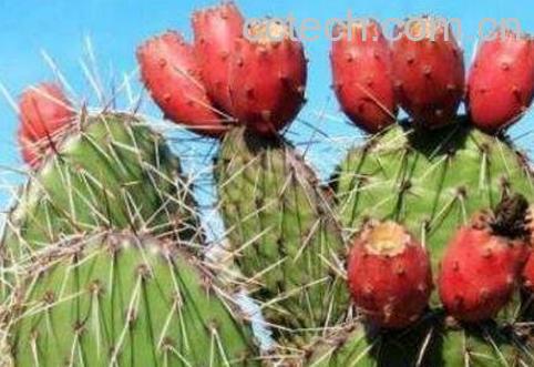 仙人掌果的药用价值及食用功效-0