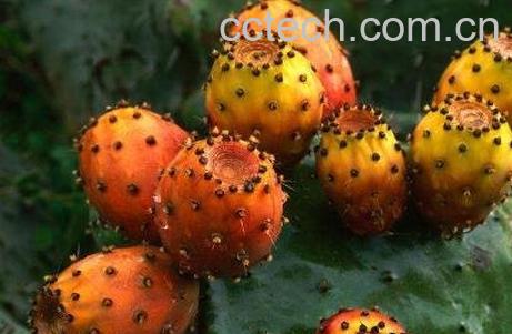 仙人掌果的药用价值及食用功效-1