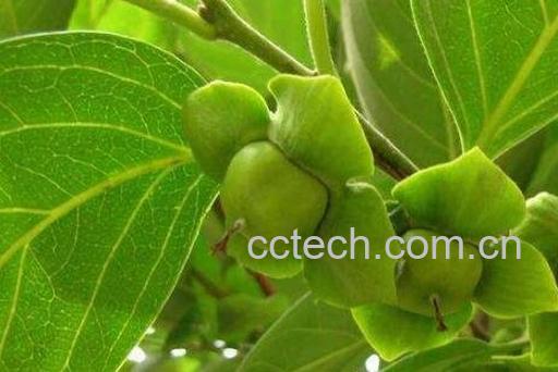 柿子叶的功效与作用及副作用-0