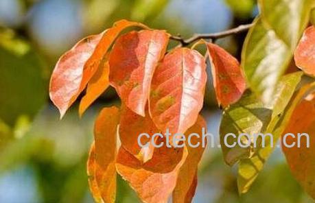 柿子叶的功效与作用及副作用-1