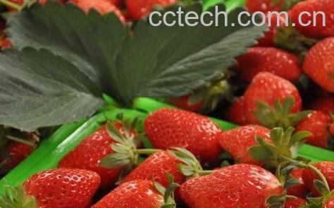 草莓怎么催熟 草莓催熟的最快方法-0