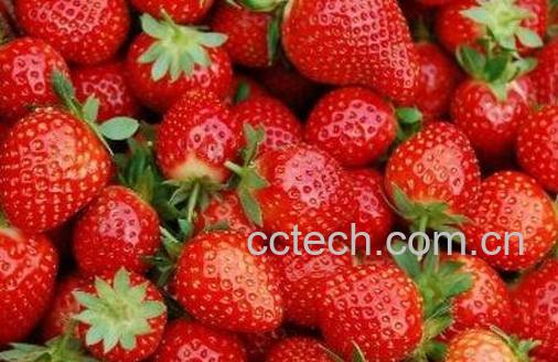 草莓怎么催熟 草莓催熟的最快方法-1