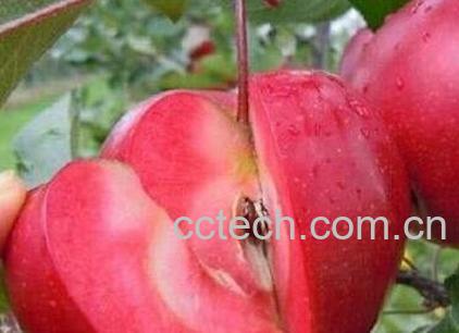 红肉苹果好吃吗 红肉苹果怎么吃-1