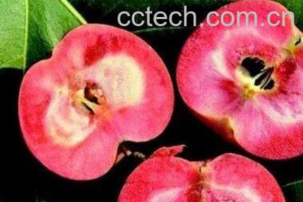 红肉苹果好吃吗 红肉苹果怎么吃-0