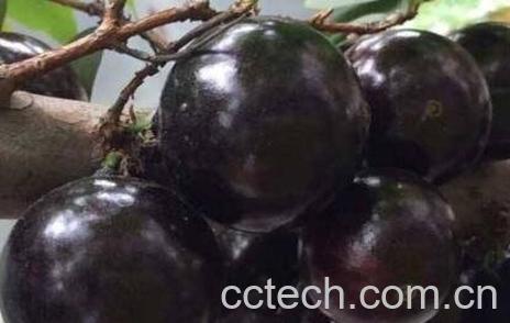 嘉宝果（珍宝果）的功效与作用-0