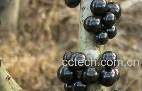 嘉宝果（珍宝果）的功效与作用-1