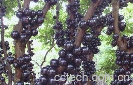 树葡萄和嘉宝果的区别 树葡萄的营养价值-0