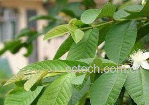 番石榴叶泡水喝的功效与作用-0