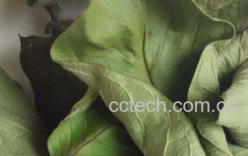 番石榴叶泡水喝的功效与作用-1