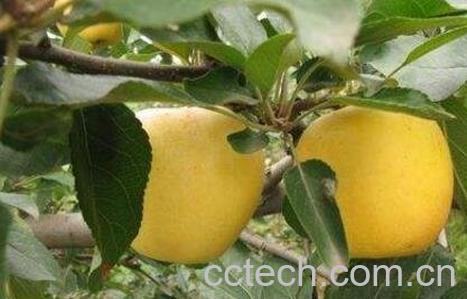 黄苹果的功效与作用-0