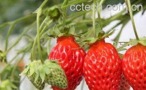 怎么分辨催熟草莓-0