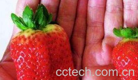 怎么分辨催熟草莓-1