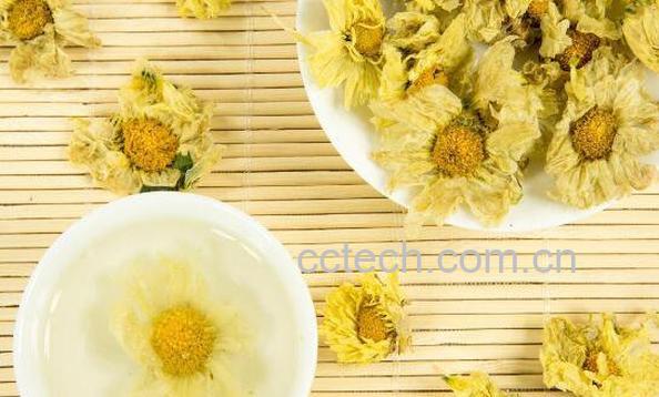 菊花茶的功效与作用 菊花茶的禁忌-0
