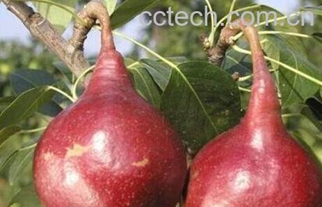 红梨的功效与作用-1