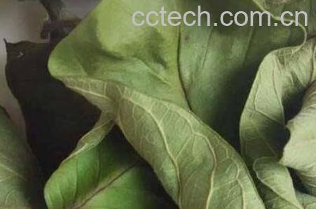 蕃石榴叶的功效与作用-1