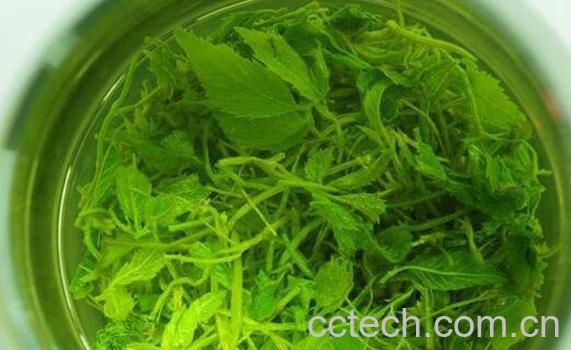 绞股蓝茶的功效与作用及冲泡方法-1