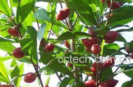 神秘果的功效与作用及食用方法-1