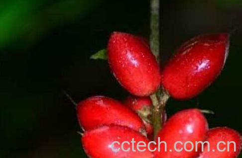 神秘果的功效与作用及食用方法-0