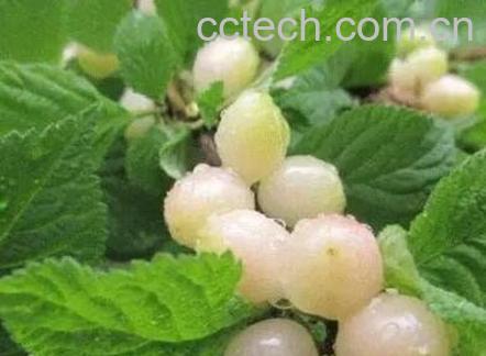 白玉樱桃的营养价值与功效-1