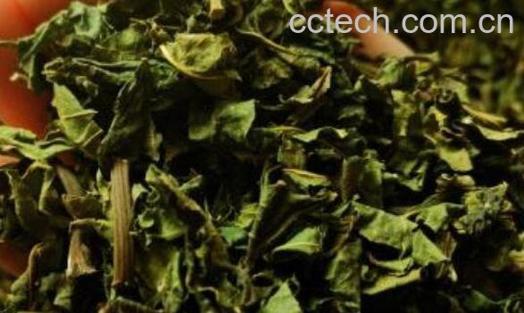 桑叶茶的功效与作用 桑叶茶不适合什么人喝-0