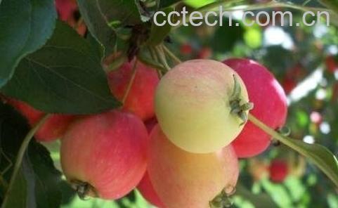 野苹果的功效与作用-0