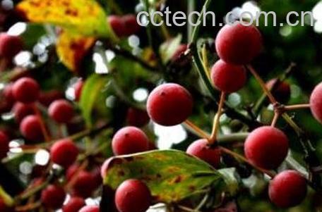 野苹果的功效与作用-1