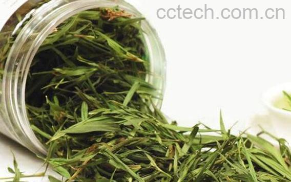 竹叶青茶怎么泡 竹叶青茶的功效-0