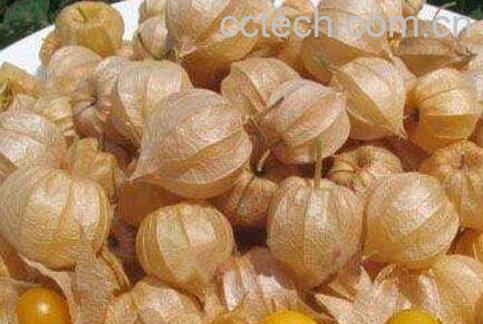 酸浆果怎么吃 酸浆果的功效与作用-1