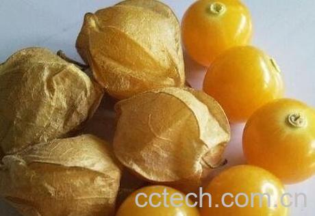 酸浆果怎么吃 酸浆果的功效与作用-0